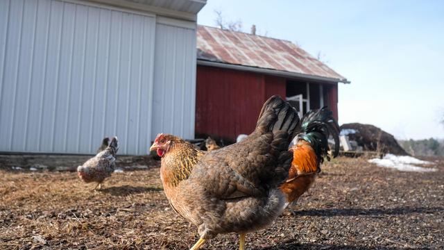 US-ECONOMY-FARM-FOOD-PRICES-EGGS