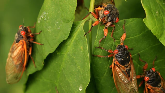 Cicadas on a tree in Georgia 