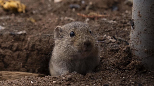 Natural life in Ankara