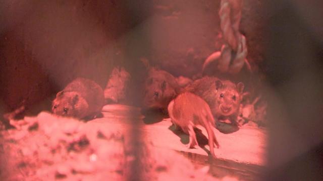 File photo of rats 