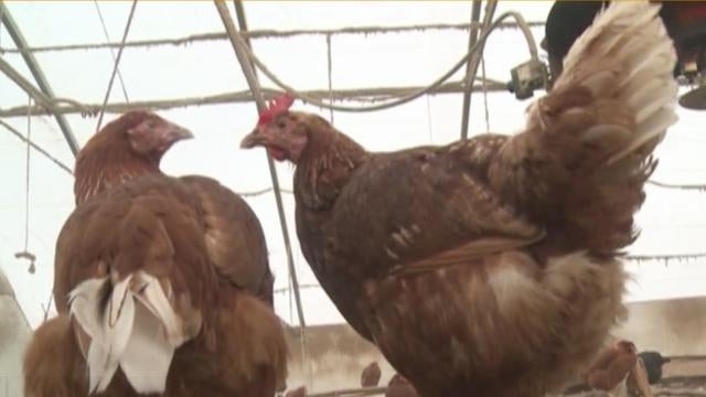 This season's bird flu outbreak was deadliest seen in the U.S. for birds.