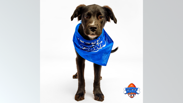 animal-friends-centaur-puppy-bowl.png