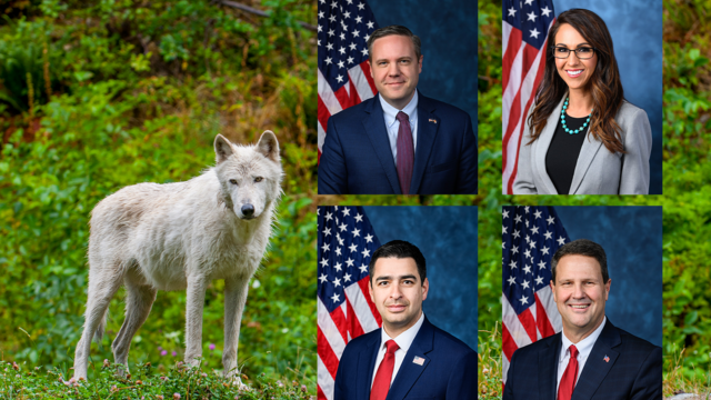 colorado-gop-congress-and-wolf.png
