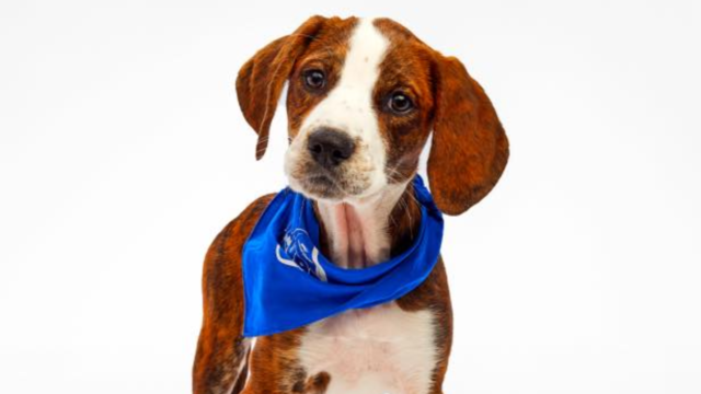 Michigan pup to compete in Puppy Bowl XXI 